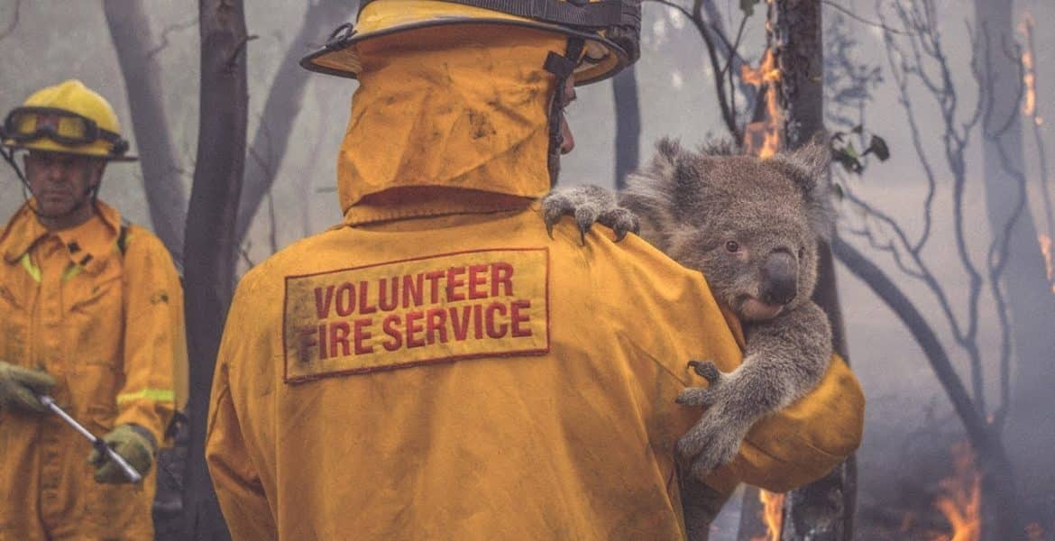 koala-mentes-womagic