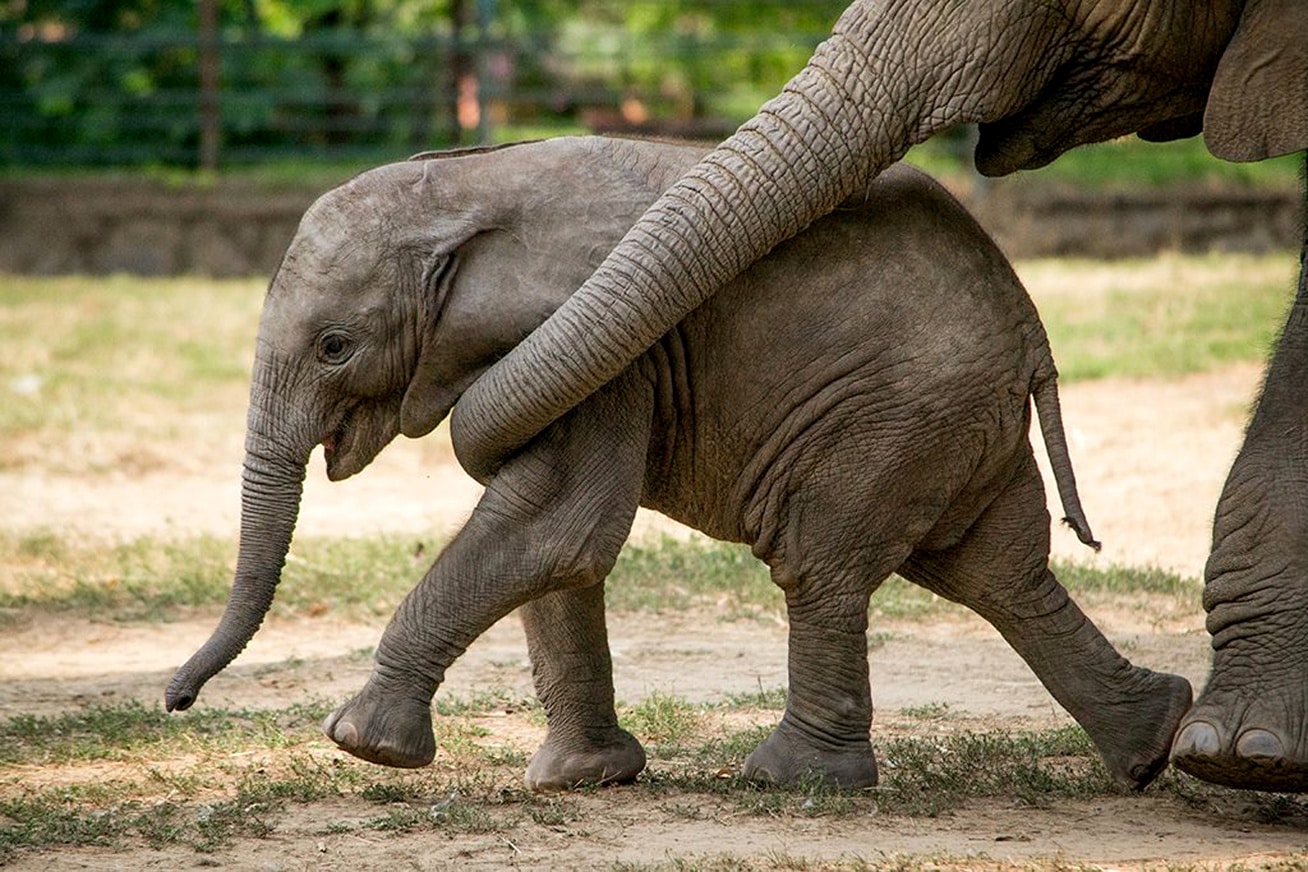 Idén közel 200 állatkölyök született az egyik hazai állatparkban