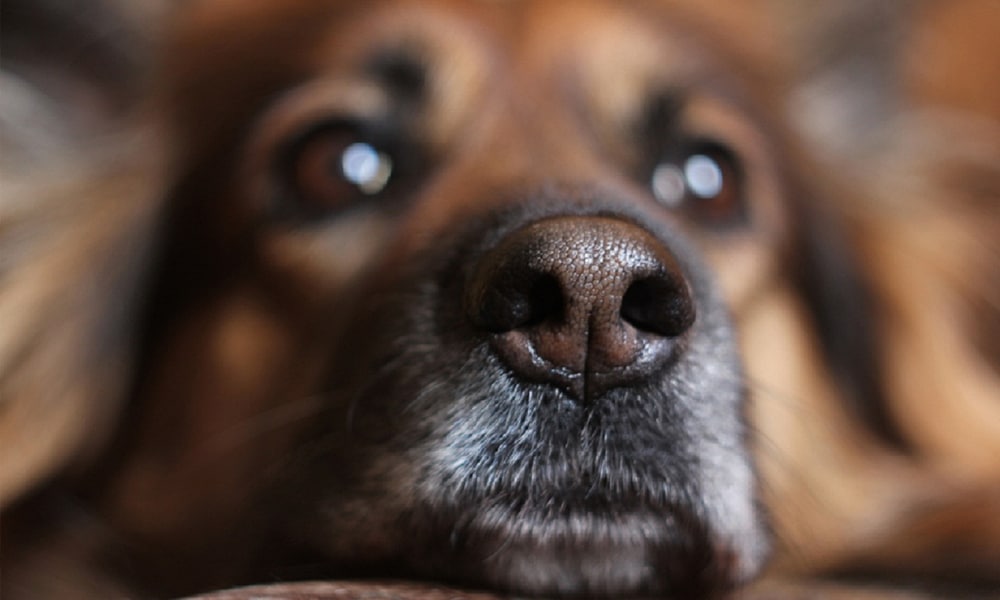 Rengeteg állatot rémít halálra a szilveszteri petárdázás