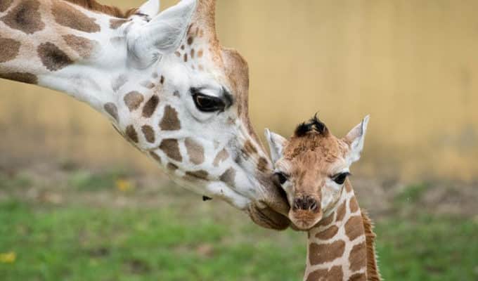 Idén közel 200 állatkölyök született az egyik hazai állatparkban
