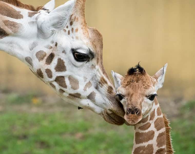 Idén közel 200 állatkölyök született az egyik hazai állatparkban