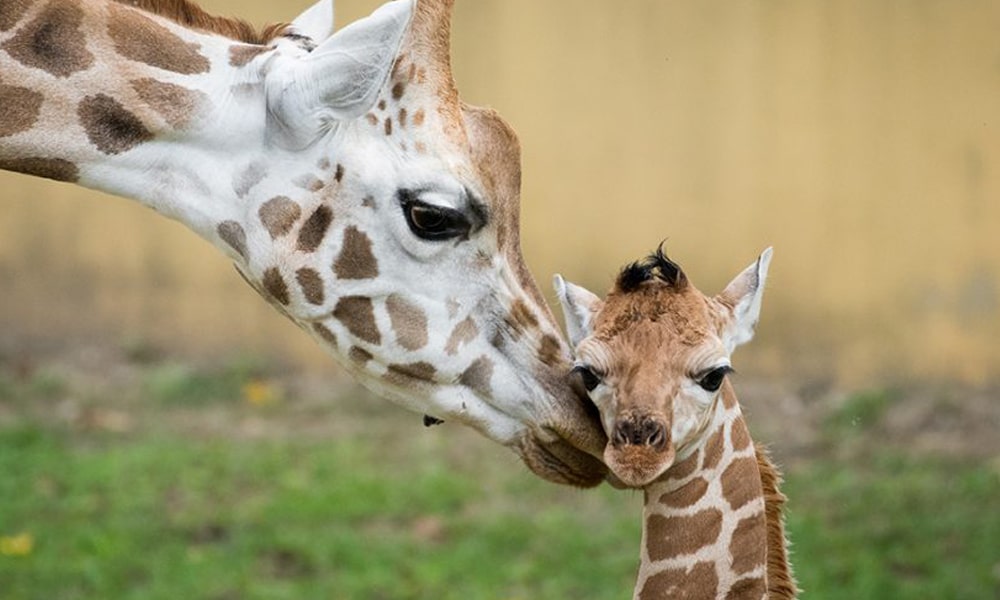 Idén közel 200 állatkölyök született az egyik hazai állatparkban
