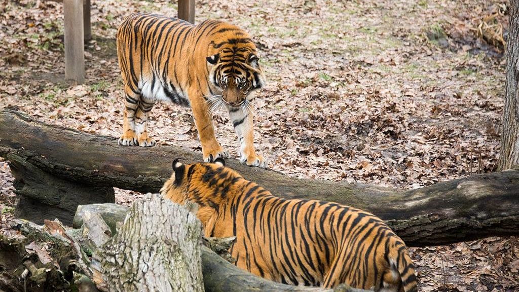 Idén közel 200 állatkölyök született az egyik hazai állatparkban