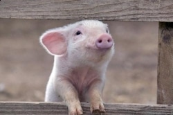 Újévi babonák, melyek szerencséssé teszik a 2020-as évet