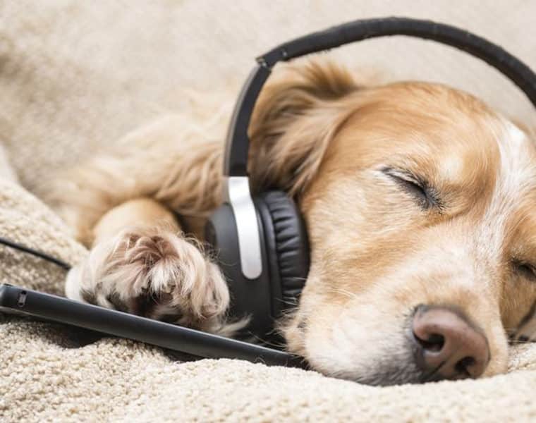 Magányos kutyáknak készített playlisteket a Spotify