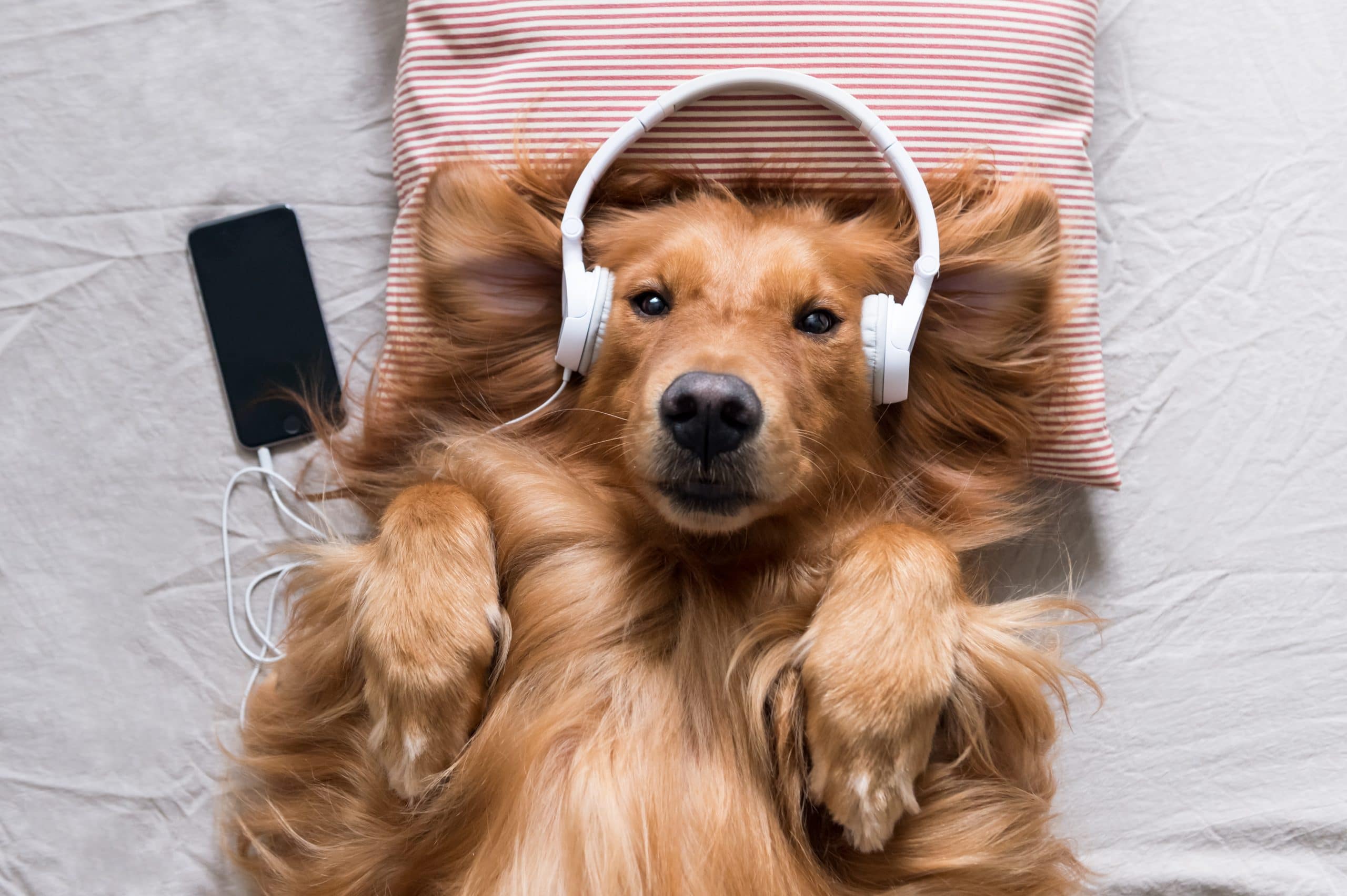 Magányos kutyáknak készített playlisteket a Spotify