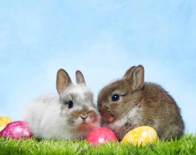 Palotás Petra: a húsvéti nyúl