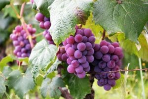 womagic_antioxidáns