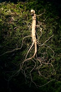 womagic_ginseng
