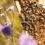 Mit tanulhatunk a méhektől? – 5 irigylésre méltó méh-tulajdonság